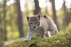 Eurasian Lynx cub