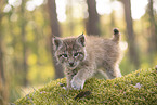 Eurasian Lynx cub