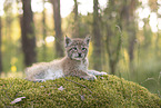 Eurasian Lynx cub