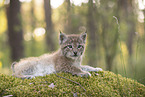 Eurasian Lynx cub