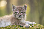 Eurasian Lynx cub