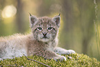 Eurasian Lynx cub