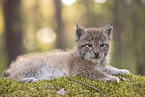 Eurasian Lynx cub