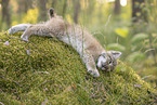 Eurasian Lynx cub