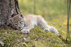 Eurasian Lynx cub
