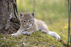 Eurasian Lynx cub