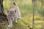 Eurasian Lynx cub