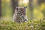 Eurasian Lynx cub