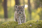 Eurasian Lynx cub