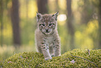 Eurasian Lynx cub
