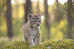 Eurasian Lynx cub