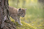 Eurasian Lynx cub
