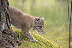 Eurasian Lynx cub