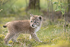 Eurasian Lynx cub