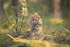 Eurasian Lynx cub