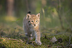 Eurasian Lynx cub