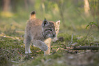 Eurasian Lynx cub