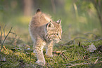 Eurasian Lynx cub