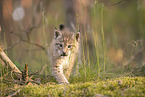 Eurasian Lynx cub