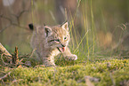 Eurasian Lynx cub