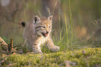 Eurasian Lynx cub