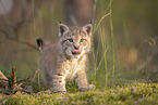 Eurasian Lynx cub