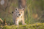 Eurasian Lynx cub
