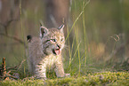 Eurasian Lynx cub