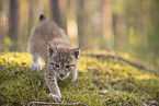Eurasian Lynx cub