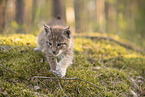 Eurasian Lynx cub