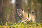 Eurasian Lynx cub