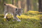 Eurasian Lynx cub
