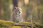 Eurasian Lynx cub