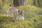 Eurasian Lynx cub