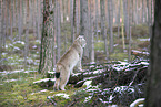 Eurasian Lynx