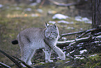 Eurasian Lynx