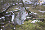 Eurasian Lynx