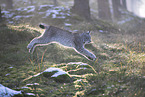 Eurasian Lynx