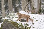 Eurasian Lynx