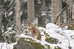 Eurasian Lynx