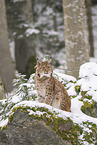 Eurasian Lynx