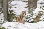 Eurasian Lynx