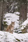 Eurasian Lynx
