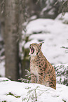 Eurasian Lynx