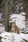 Eurasian Lynx