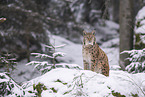 Eurasian Lynx