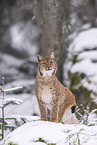Eurasian Lynx