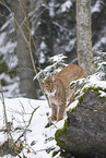 Eurasian Lynx
