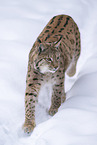 Eurasian Lynx
