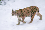 Eurasian Lynx